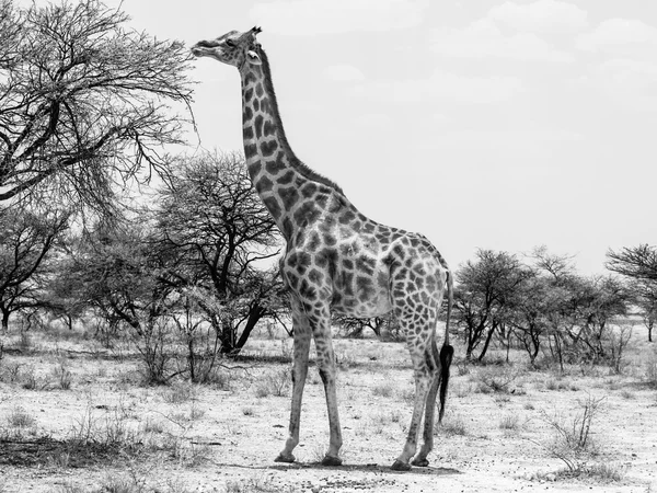 Eating giraffe on safari wild drive — Stock Photo, Image