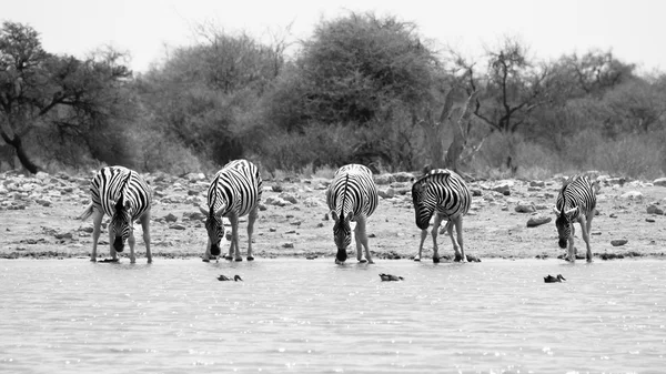 Zebra's drinken op waterput — Stockfoto