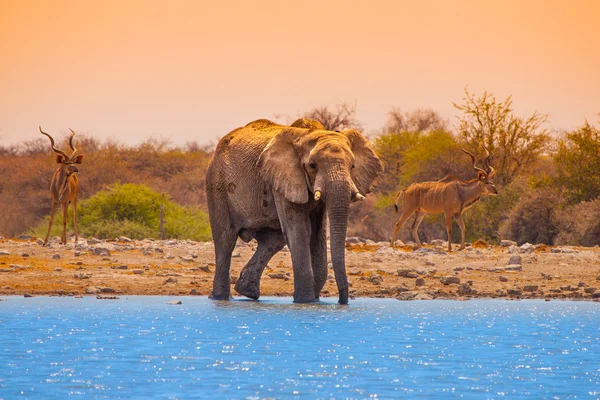 Elephant at waterhole — Stock Photo, Image