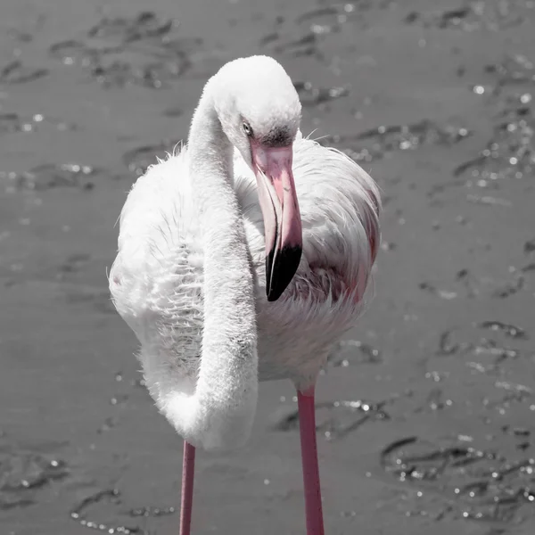 Detailansicht des rosa Flamingos — Stockfoto