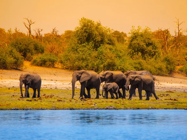 Elehpant family at the river — Stock Photo, Image