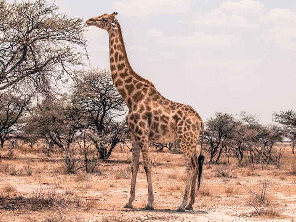 Жираф питается с дерева — стоковое фото