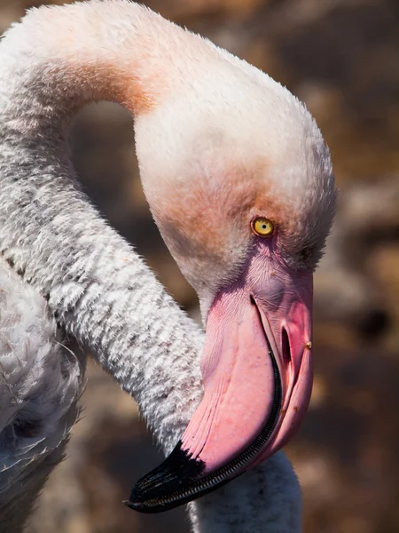 Detailed view of pink flamingo — Stock Photo, Image