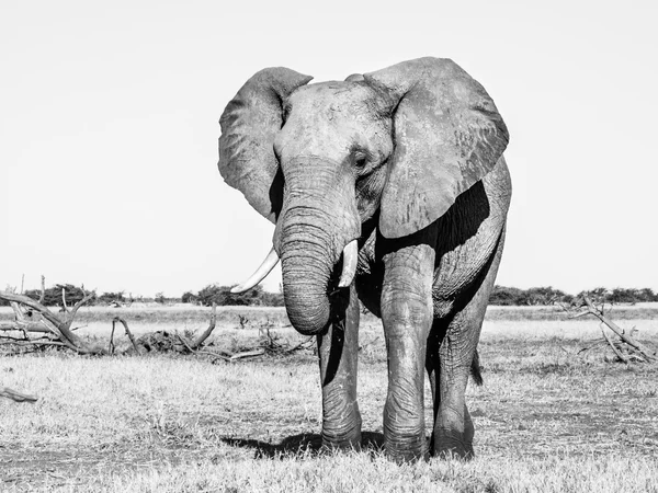 Grande elefante africano — Foto Stock