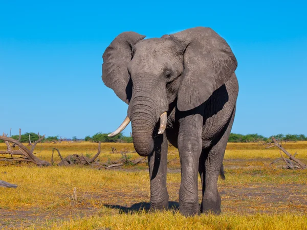 Grande elefante africano — Foto Stock