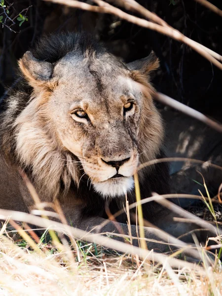Portret van mannelijke leeuw liggend in het gras — Stockfoto