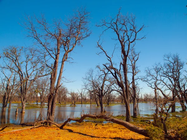 Überfluteter Wald im Okavango-Delta — Stockfoto