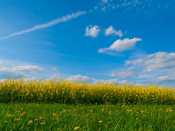 青空と夏の草原と菜の花畑 — ストック写真