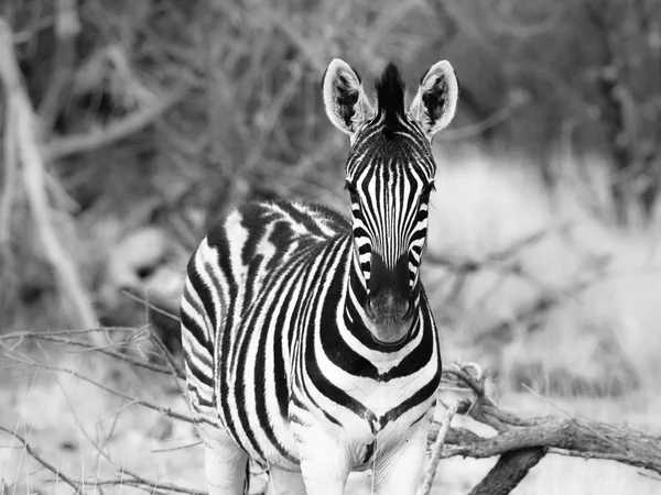 Молодая зебра вид спереди — стоковое фото
