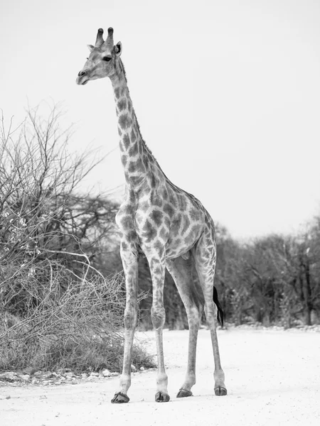 Jeune girafe debout sur la route poussiéreuse — Photo