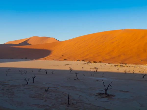 Árvores de acácia mortas em dunas vermelhas de Sossusvlei — Fotografia de Stock