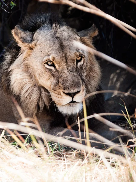Porträt eines männlichen Löwen, der im Gras liegt — Stockfoto