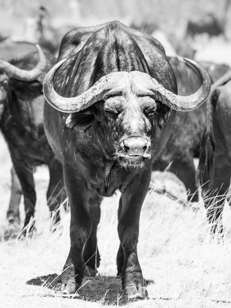 Buvol africký čelní pohled — Stock fotografie