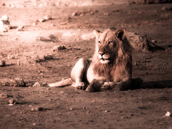 El león macho descansando — Foto de Stock