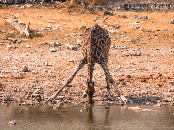 Giraffe drinking from waterhole — Stock Photo, Image