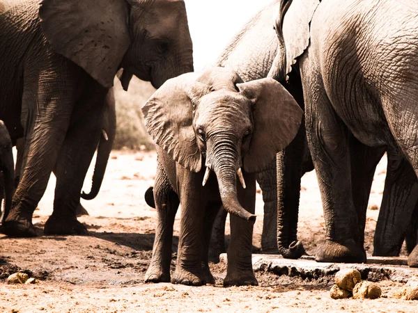 Jonge Afrikaanse olifant in het midden van de familie kudde — Stockfoto