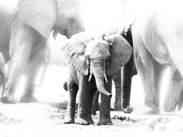 Giovane elefante africano in mezzo alla mandria familiare — Foto Stock