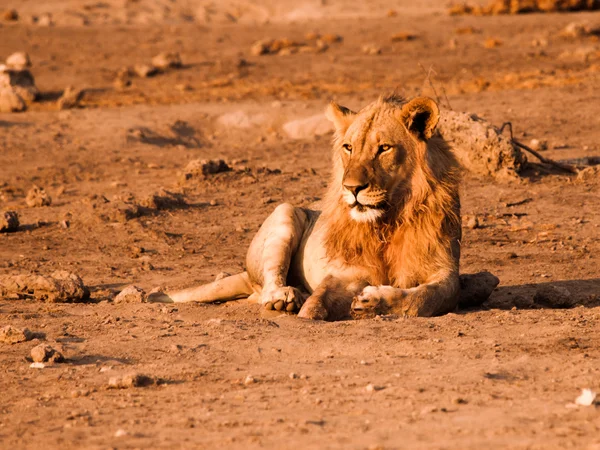 Male lion having a rest — Stock Photo, Image