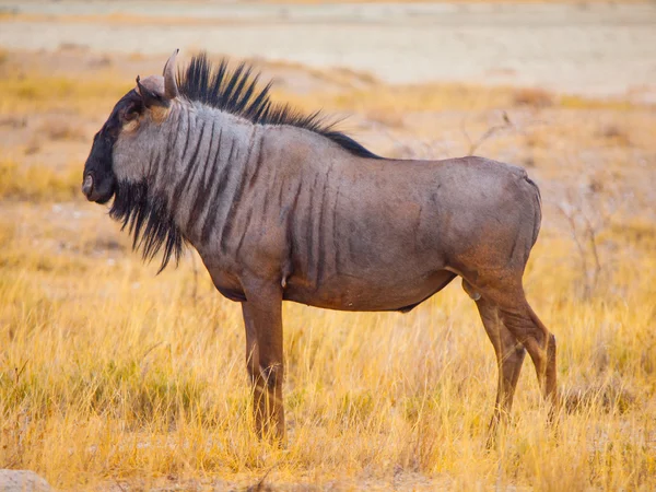 牛羚 gnu 配置文件 — 图库照片