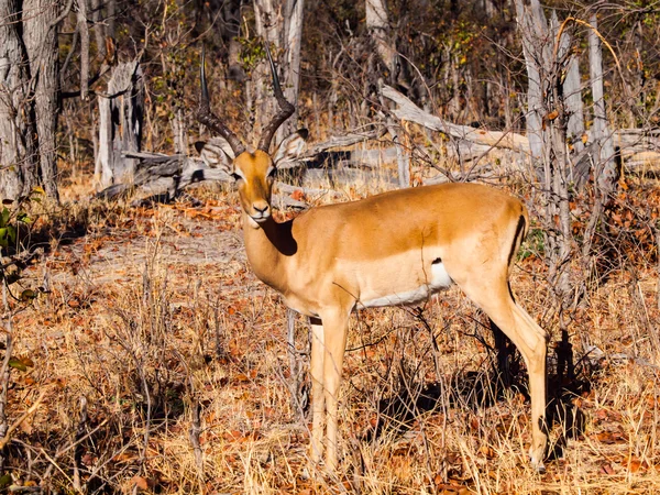 Jonge impala in het forest — Stockfoto