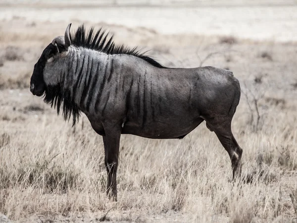 Gnu gnu profil — Zdjęcie stockowe