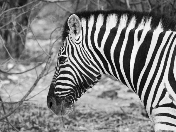 Profiel van:: zebra — Stockfoto