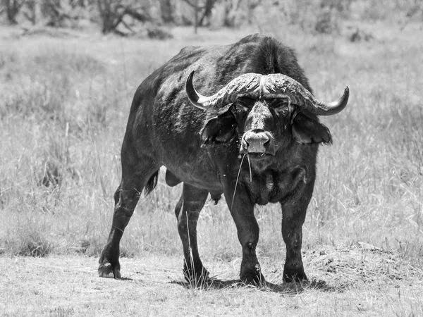 Afrikanischer Büffel von vorne — Stockfoto