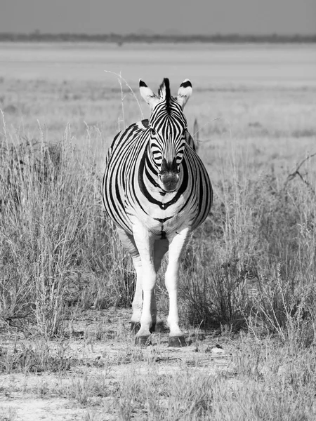 Vista frontal da zebra no dia ensolarado — Fotografia de Stock