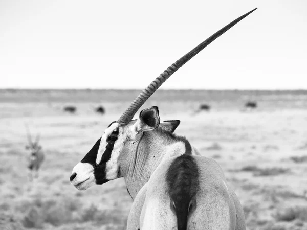 Gedetailleerde weergave van gemsbok antelope — Stockfoto