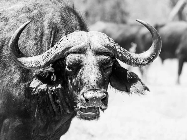 Vista frontal de búfalo africano — Foto de Stock
