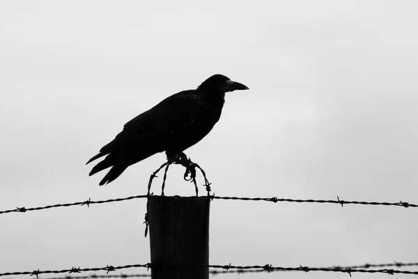 Ворона на заборе из колючей проволоки — стоковое фото