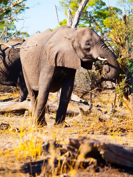 Mangiare elefante africano — Foto Stock