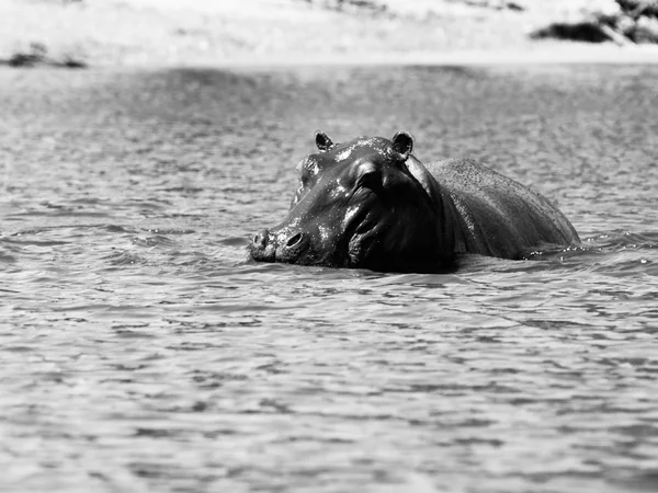 Hipopótamo escondido en el agua —  Fotos de Stock