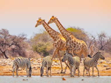 Giraffes and zebras at waterhole clipart