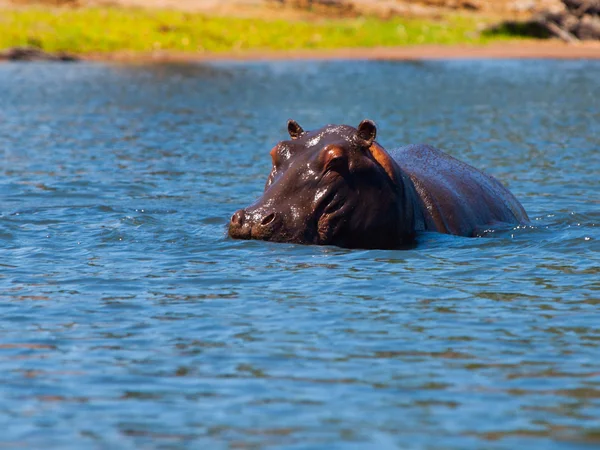 Nijlpaard verborgen in het water — Stockfoto