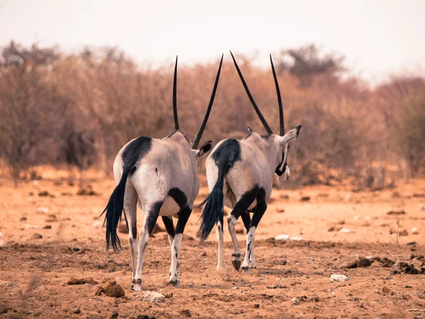 Dois antílopes gemsbok indo embora — Fotografia de Stock