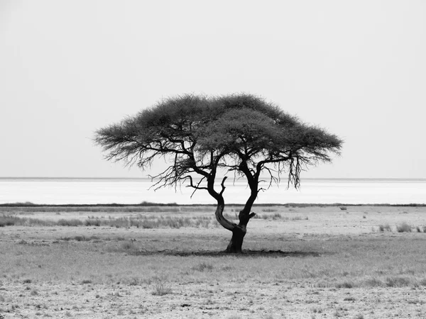 孤独的相思树在埃托沙国家公园 — 图库照片