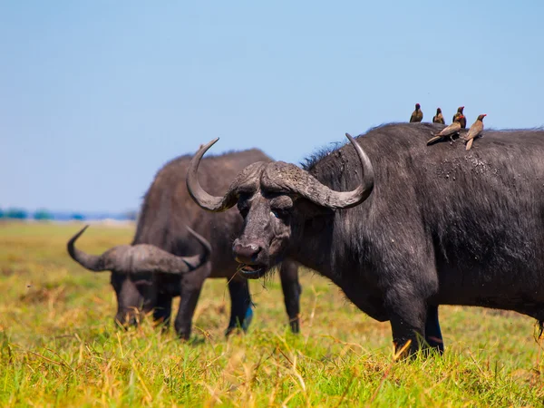 Búfalos y pájaros que se sientan sobre ellos — Foto de Stock