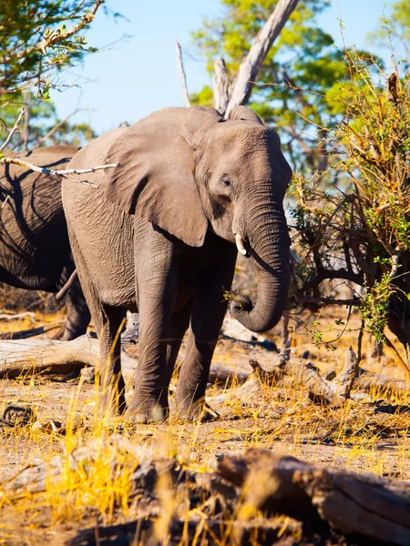 Afrika fili yeme — Stok fotoğraf