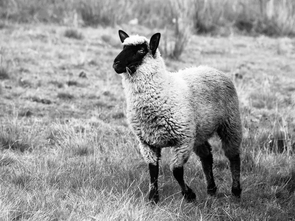 黑脸的萨福克羊在草地上 — 图库照片