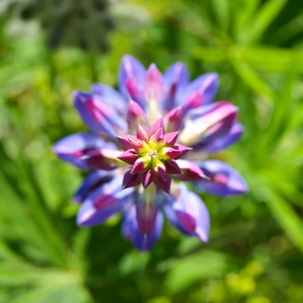 緑の草の背景を持つ紫色のルーピンの花 — ストック写真