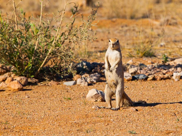 Ακρωτήριο εδάφους σκίουρος στέκεται σε ξηρό τοπίο — Φωτογραφία Αρχείου