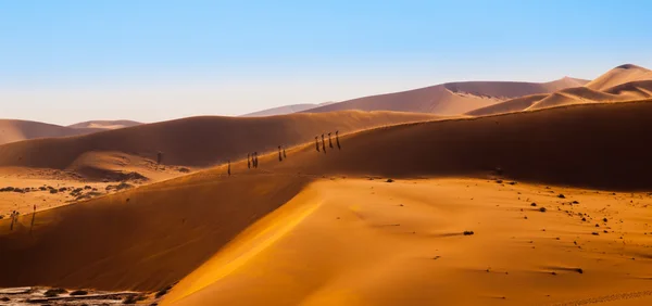 Sanddünen der namib-Wüste — Stockfoto