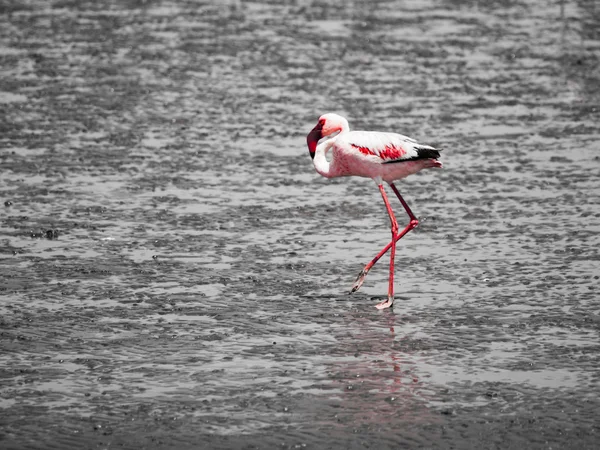 Flamingo-Spaziergang im flachen Wasser — Stockfoto