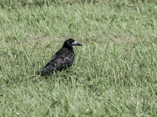 Zwarte kraai op het groene gras — Stockfoto