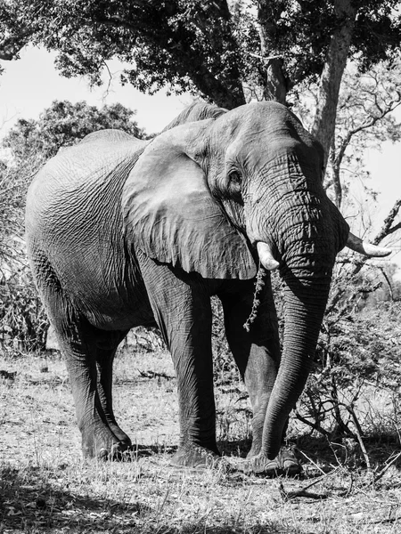 Μεγάλος αφρικανικός ελέφαντας — Φωτογραφία Αρχείου