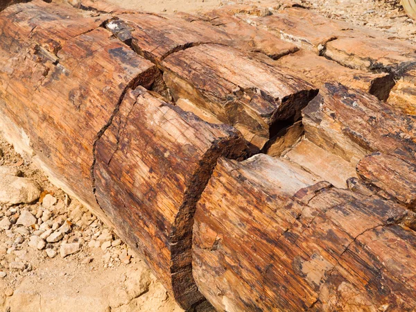 石化した木の幹の詳細ビュー — ストック写真