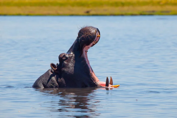 Grote nijlpaard met wijd open mond in de rivier — Stockfoto