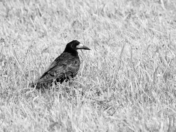 Schwarze Krähe auf dem Gras — Stockfoto