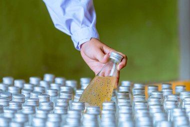 Şişe içecek fabrikasındaki işçiler, pazarda dağıtımdan önce fesleğen tohumu üretiminin kalitesini kontrol etmek için çalışıyorlar..